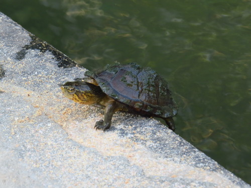 Hábitos alimenticios en Tortuga Casquito (Kinosternon integrum ...