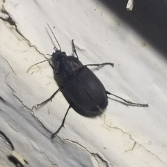 Chlaenius tomentosus