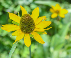 Rudbeckia californica