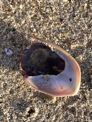Crepidula onyx