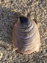 Crepidula onyx
