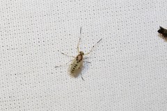 Coelotanypus concinnus