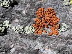 Dufourea