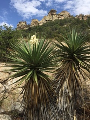 Yucca schottii