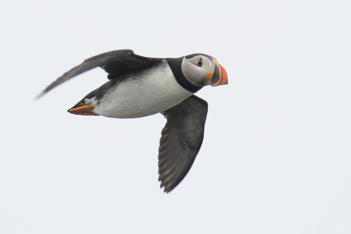 Atlantic Puffin