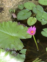 Nymphaea rubra