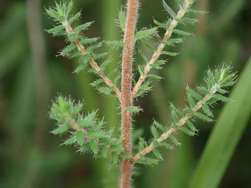 Dorset Heath