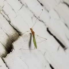 Metacanthus multispinus