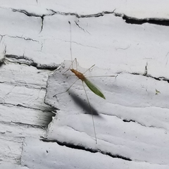 Metacanthus multispinus