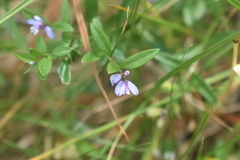 Polygala serpyllifolia