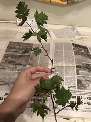 Crataegus