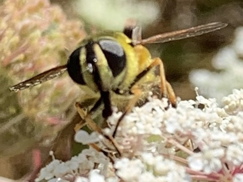 Yellow-haired Sun Fly, photo 9 of 10