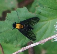 Chrysopilus thoracicus