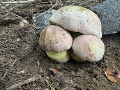 Butyriboletus abieticola