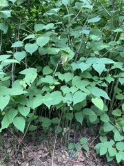 Reynoutria japonica