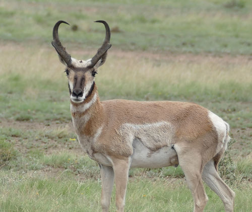 Pronghorn photographed in Texas