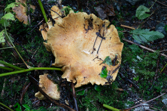 Lactarius repraesentaneus