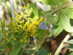 Calycopis caulonia