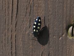 Buprestis octoguttata