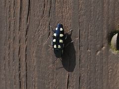 Buprestis octoguttata