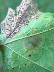 Ectoedemia platanella