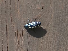 Buprestis octoguttata