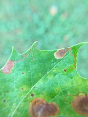 Ectoedemia platanella