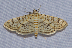 Haritalodes