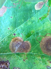 Ectoedemia platanella