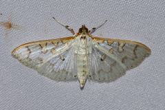 Palpita annulifer