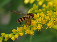 Meliscaeva cinctella image