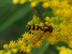 Meliscaeva cinctella image