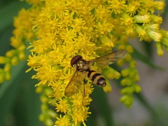Meliscaeva cinctella image