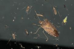 Pentatoma laeviventris