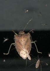 Pentatoma laeviventris