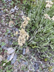 Antennaria pulcherrima