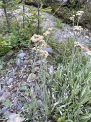 Antennaria pulcherrima
