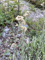 Antennaria pulcherrima