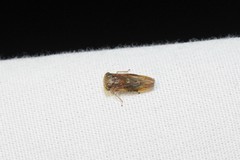 Idiocerus stigmaticalis