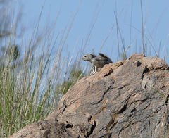 Ammospermophilus interpres