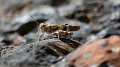 Oedipoda charpentieri