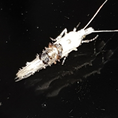 Ypsolophidae