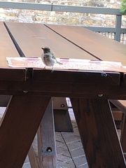 Passer domesticus