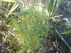 Veronica ligustrifolia