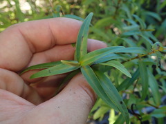 Veronica ligustrifolia