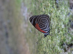 Diaethria anna