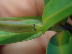 Veronica ligustrifolia