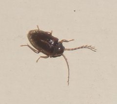Ptilodactylidae