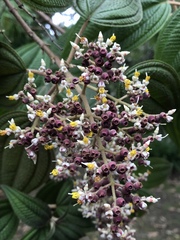 Miconia subseriata