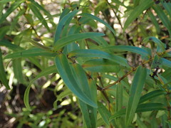 Veronica ligustrifolia